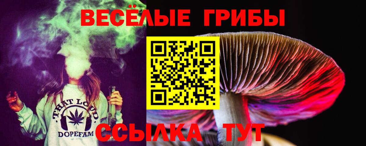 Галлюциногенные грибы Psilocybine cubensis Ачинск